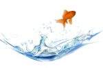 Goldfish Jumping Out of Water